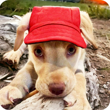 Casquettes pour chien